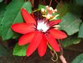 Grape-leaved Passion Fruit ، Vine-Leaf Passion Flower ، Crimson Passionflower